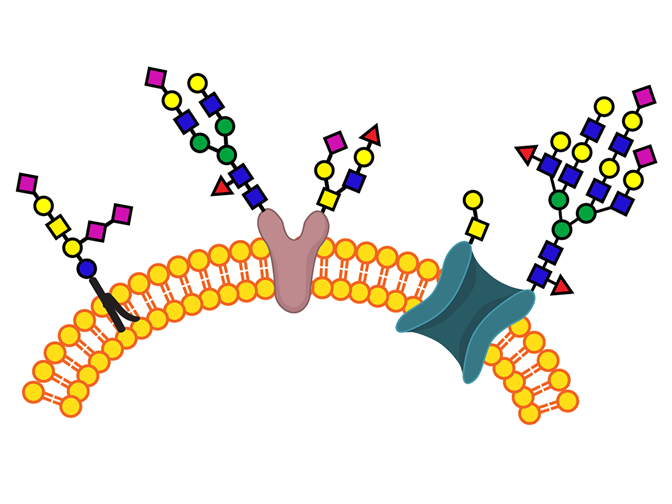 Cell-Based Glycan Arrays for Probing Glycan–Glycan Binding Protein Interactions 