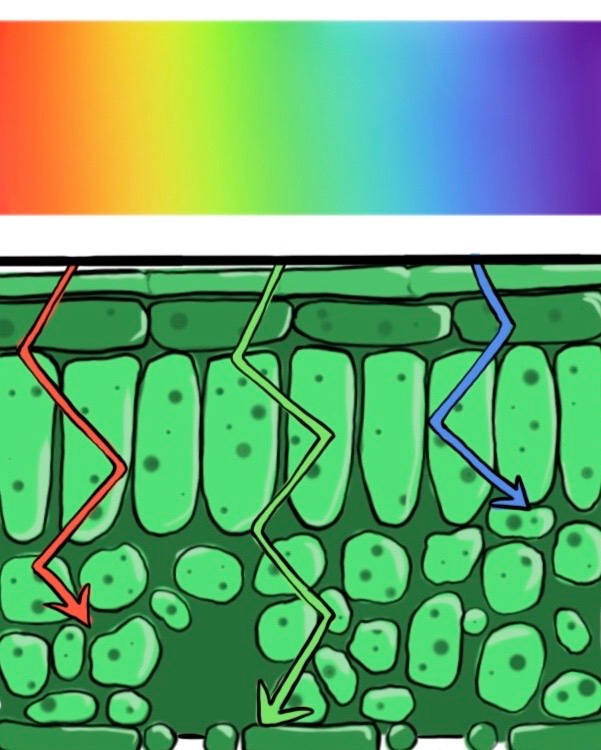 It’s not easy being green: Investigation of states involved with green light absorption in green plants and algae