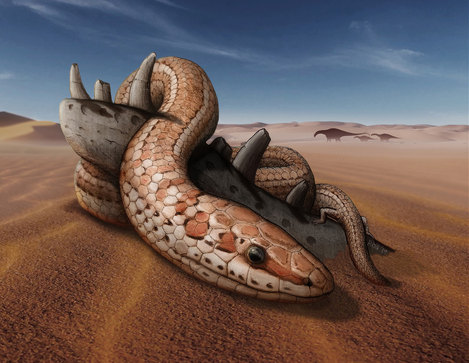 A new light on the evolution of the snake body plan