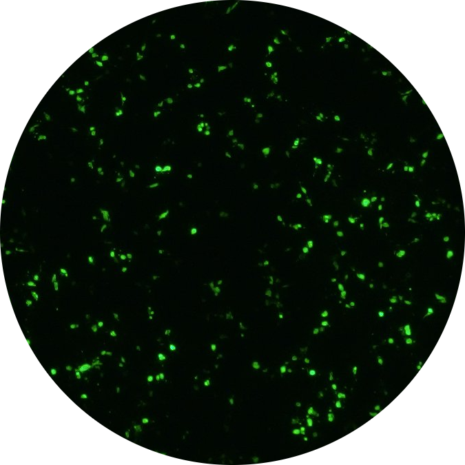 Go to the profile of Pramodya Rathnapala