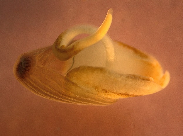 Sowing the seeds of ocean recovery requires a phase shift in marine restoration