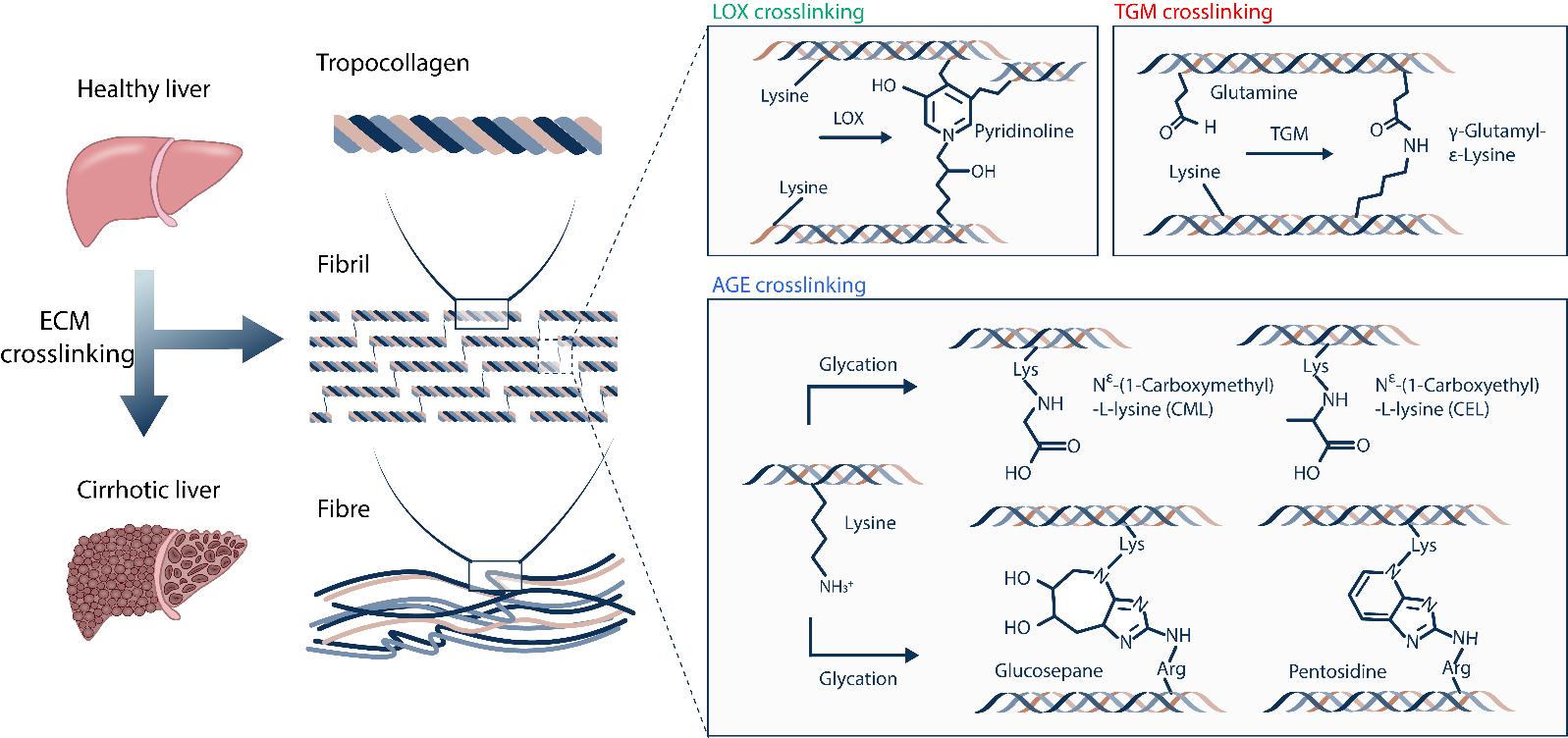 Identification and Reconstruction of AGE-crosslinked extracellular matrix revealing the aberrant mechano-microenvironment in cirrhotic liver