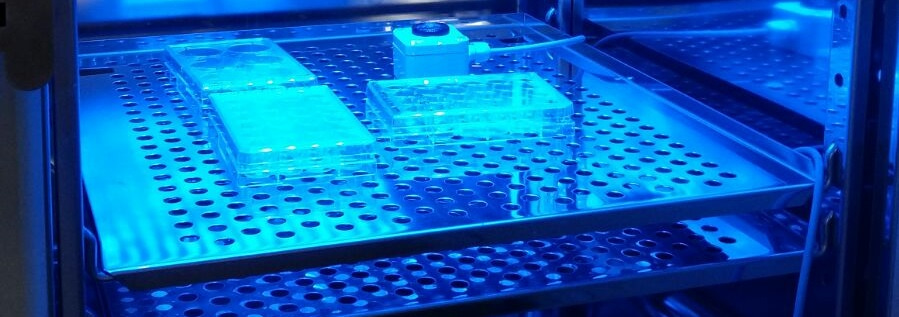 Optoribogenetic control of regulatory RNA molecules
