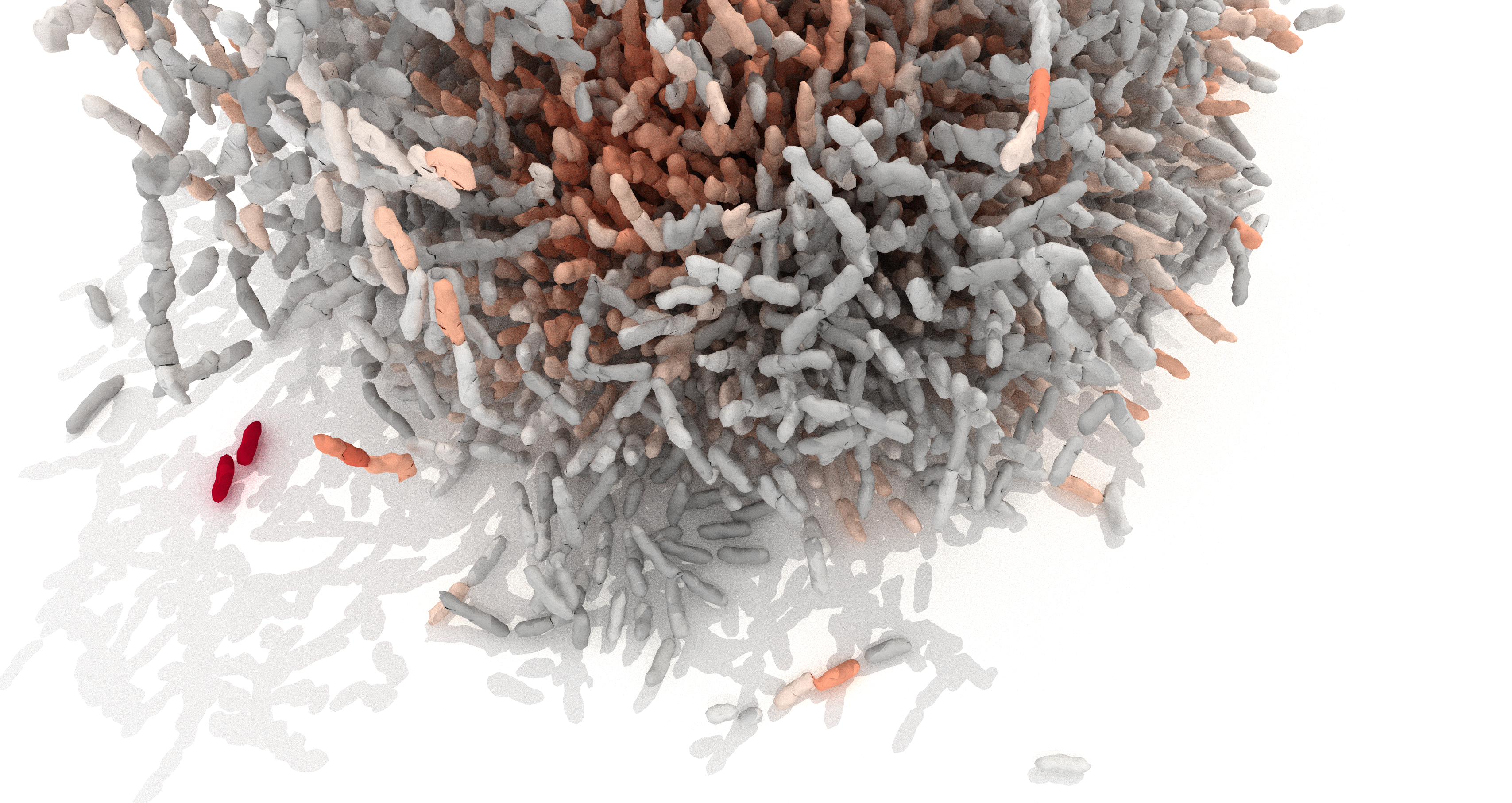 Mechanical principles shape Vibrio cholerae biofilm architecture