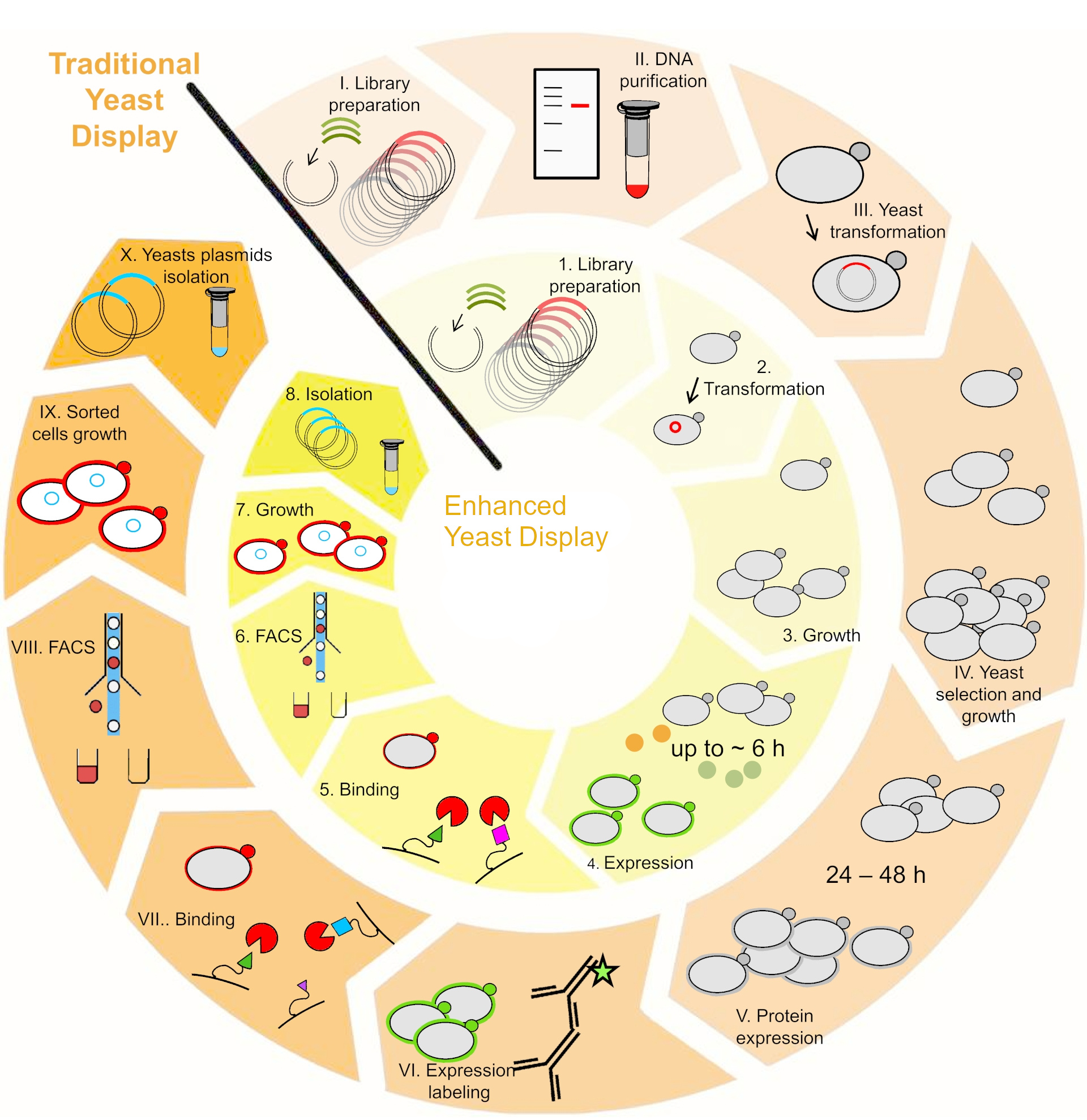 Affinity limits of SARS-CoV-2_RBD ACE2 interaction can be exploited for the prediction of viral evolution and drug development
