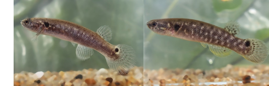 So similar yet so different: a tale of two fishes