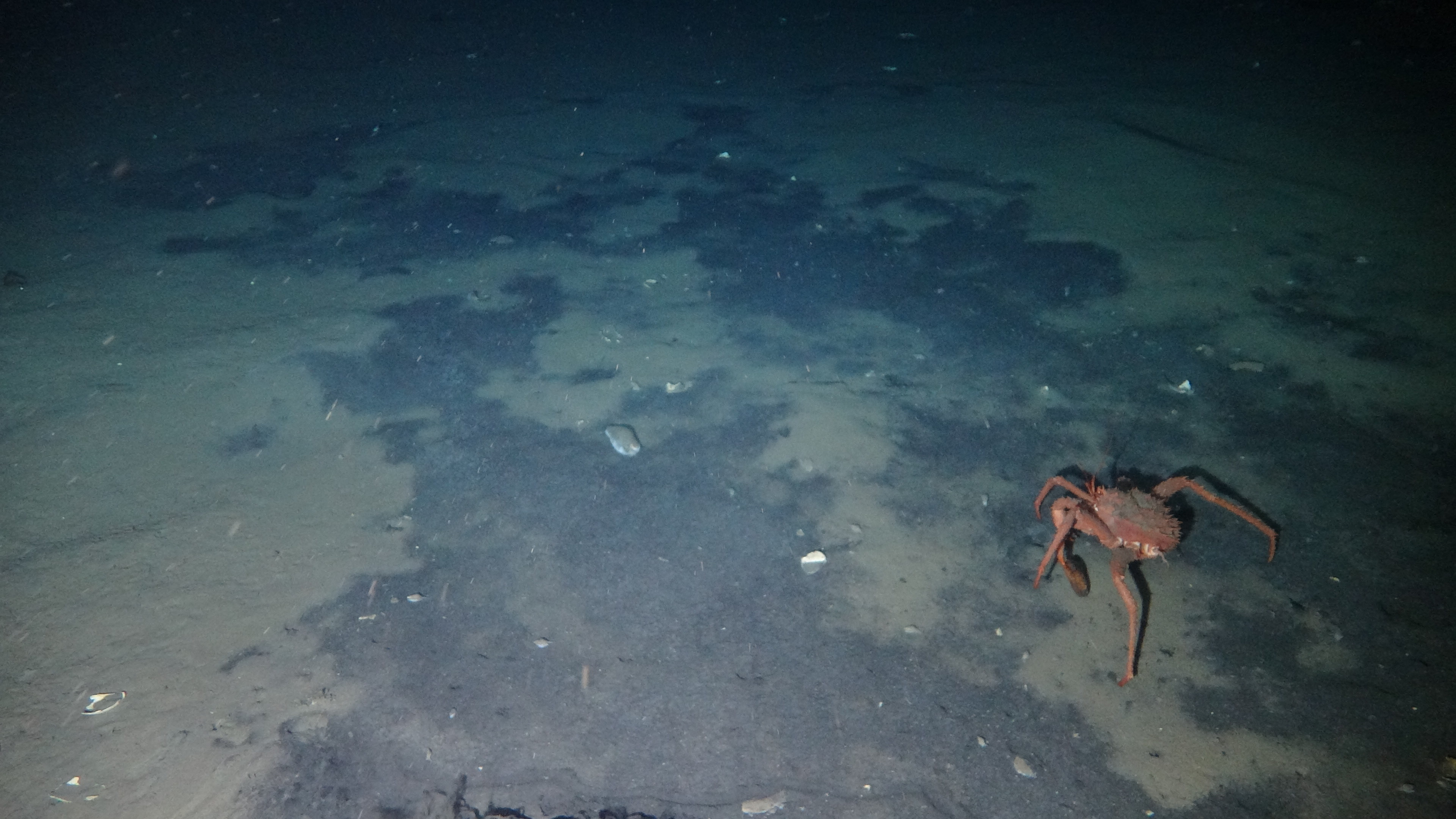 Decoding the genome of a cold seep Aplacophoran mollusc Chaetoderma sp.