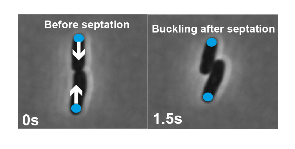 Asymmetric Adhesion