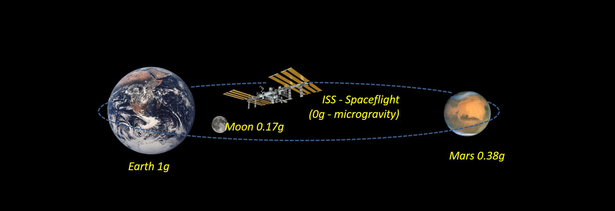 New approaches, based on ground simulation, to make possible the culture of plants in space (zero-g), and in the Moon and Mars gravity 
