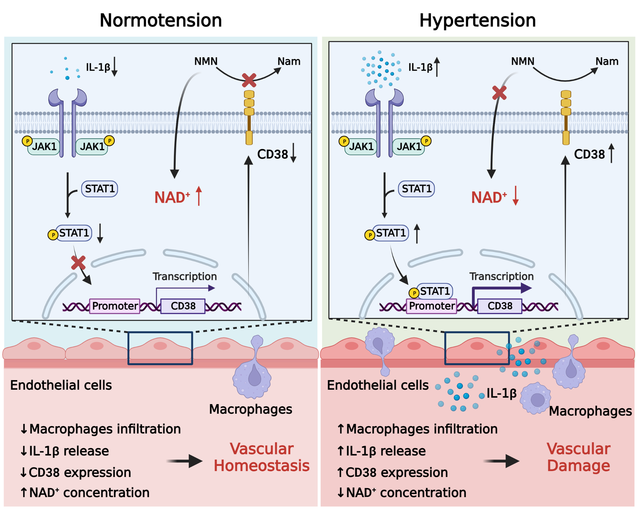 Vascular aging-targeted intervention based on NAD+ elevation as a novel measure to treat hypertension