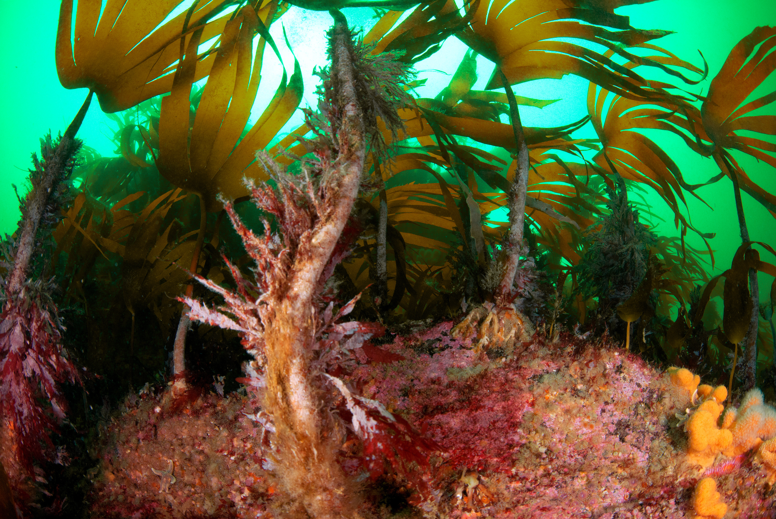 A cry for kelp: quantifying primary productivity in cold water marine forests