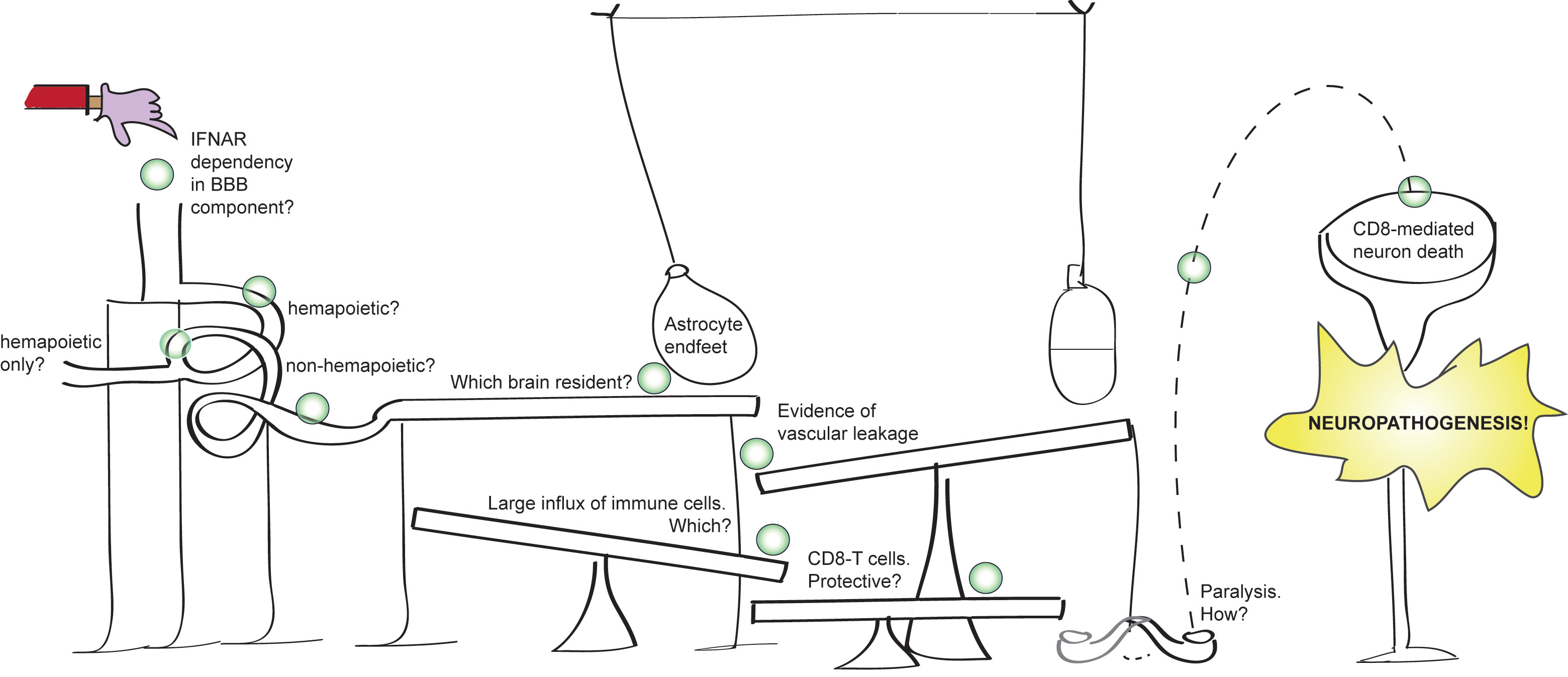 Scientific practice and the Rube Goldberg machine: Zika virus neuropathogenesis