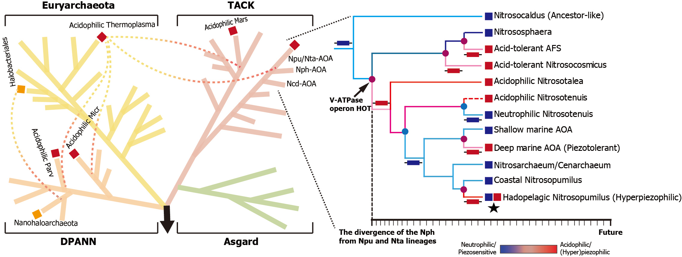 Happy in extremes: horizontal transfer of ATPase genes supports the rate-limiting step of the global N cycle under acid and high-pressure stresses