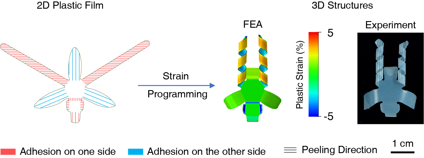 Peeling-induced shape morphing of plastic film