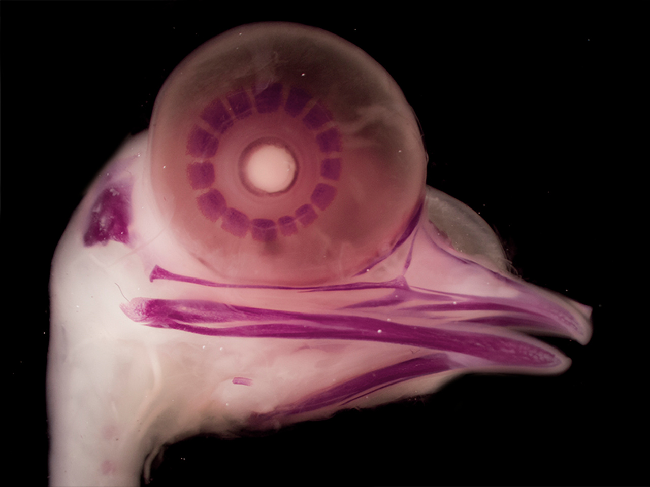                                                            Finding lost bones in bird embryos and dinosaur fossils