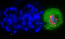 Redefining the initial steps of sexual development in malaria parasites