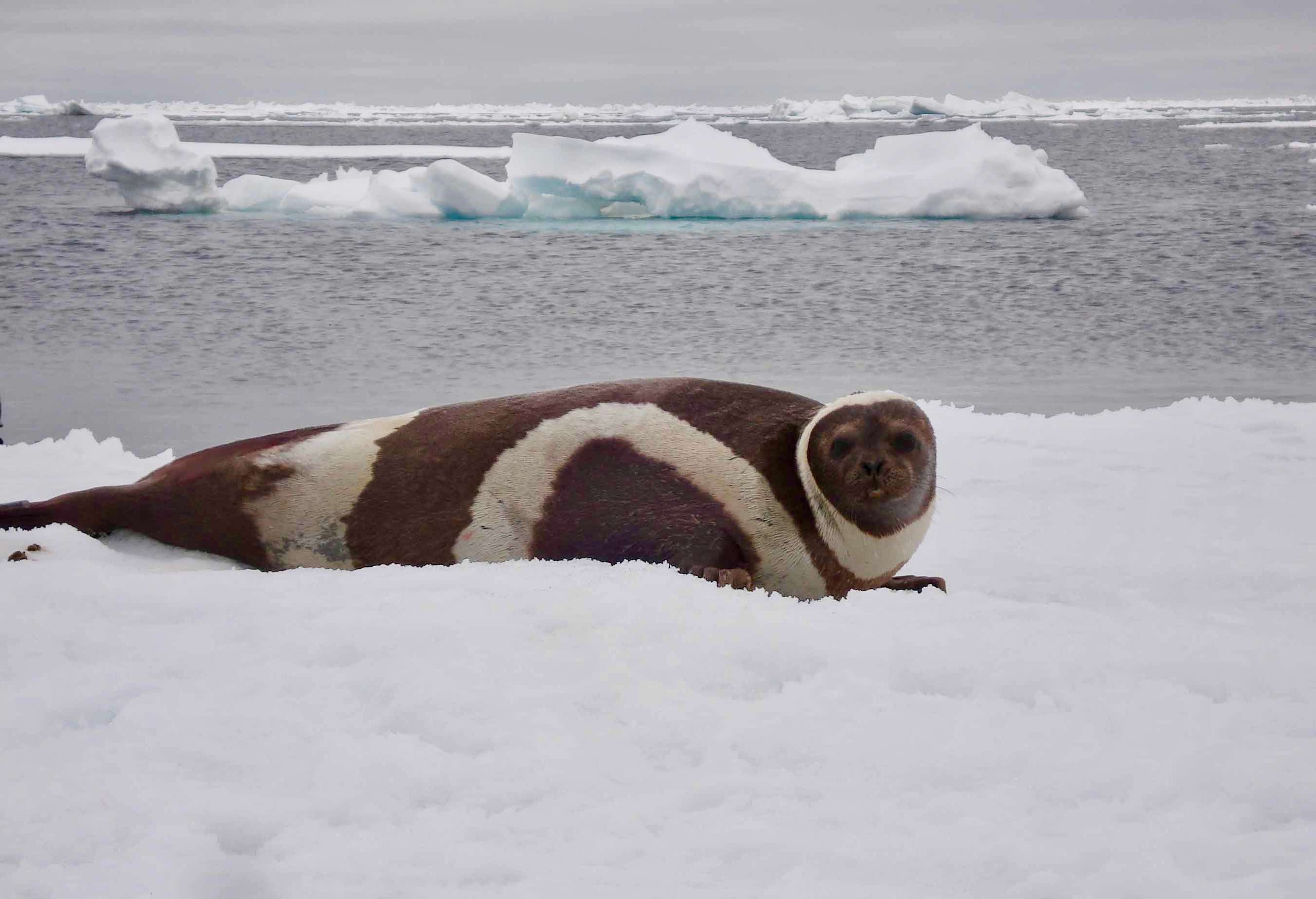 Reductions in Arctic sea ice may have allowed a virus to cross from Atlantic to Pacific marine mammals