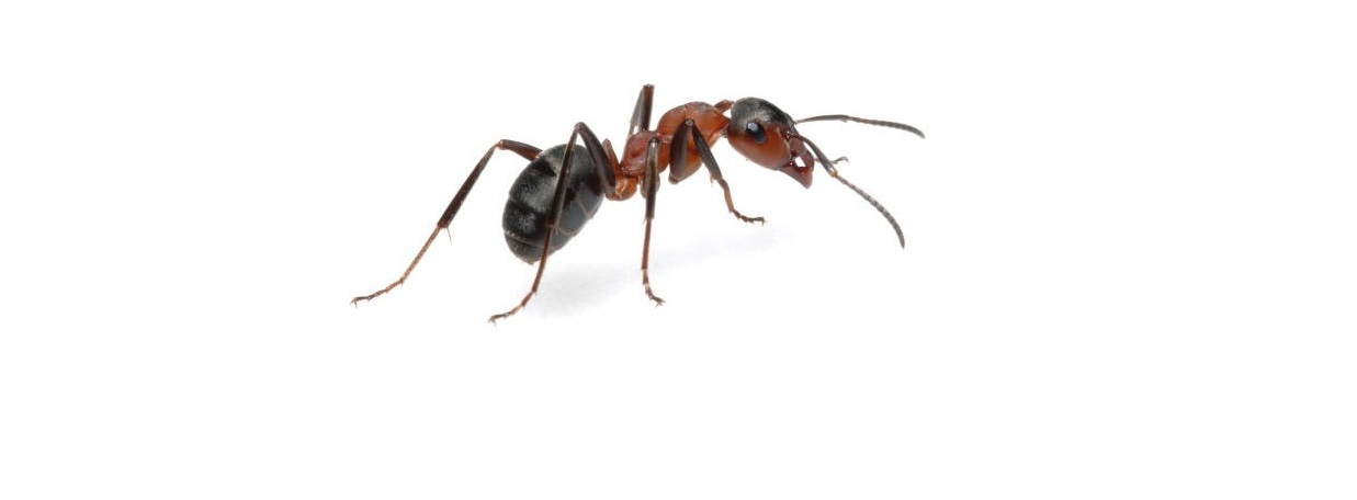 Replicating the Insect Antennae
