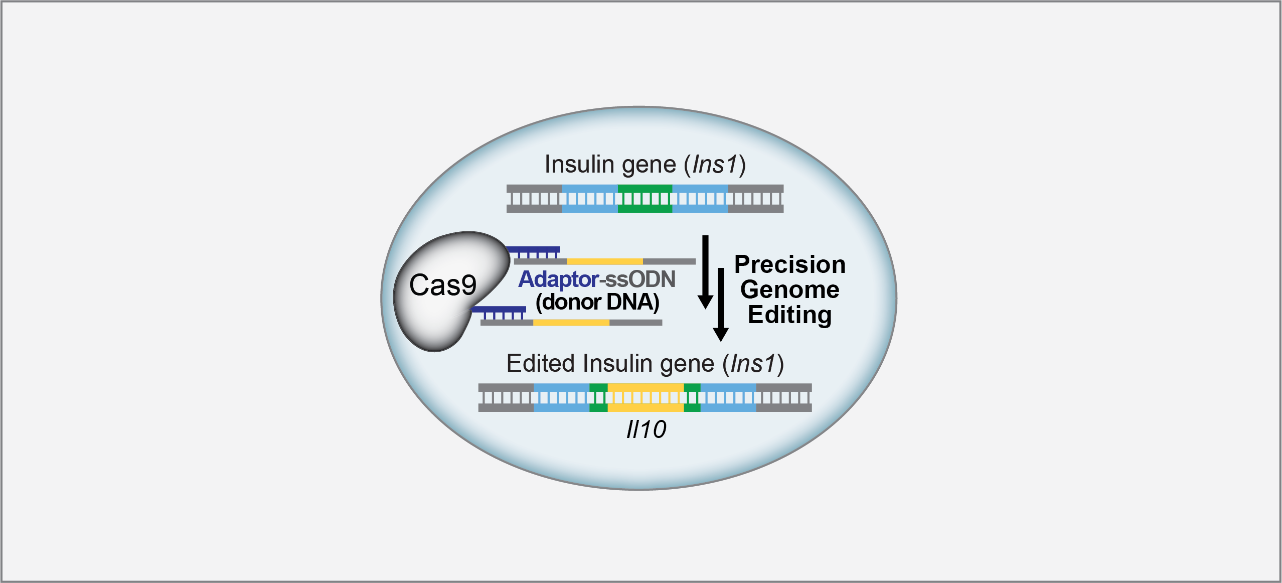 A Convenient CRISPR-Cas9 Conjugation Platform Allows for Beta Cell Engineering