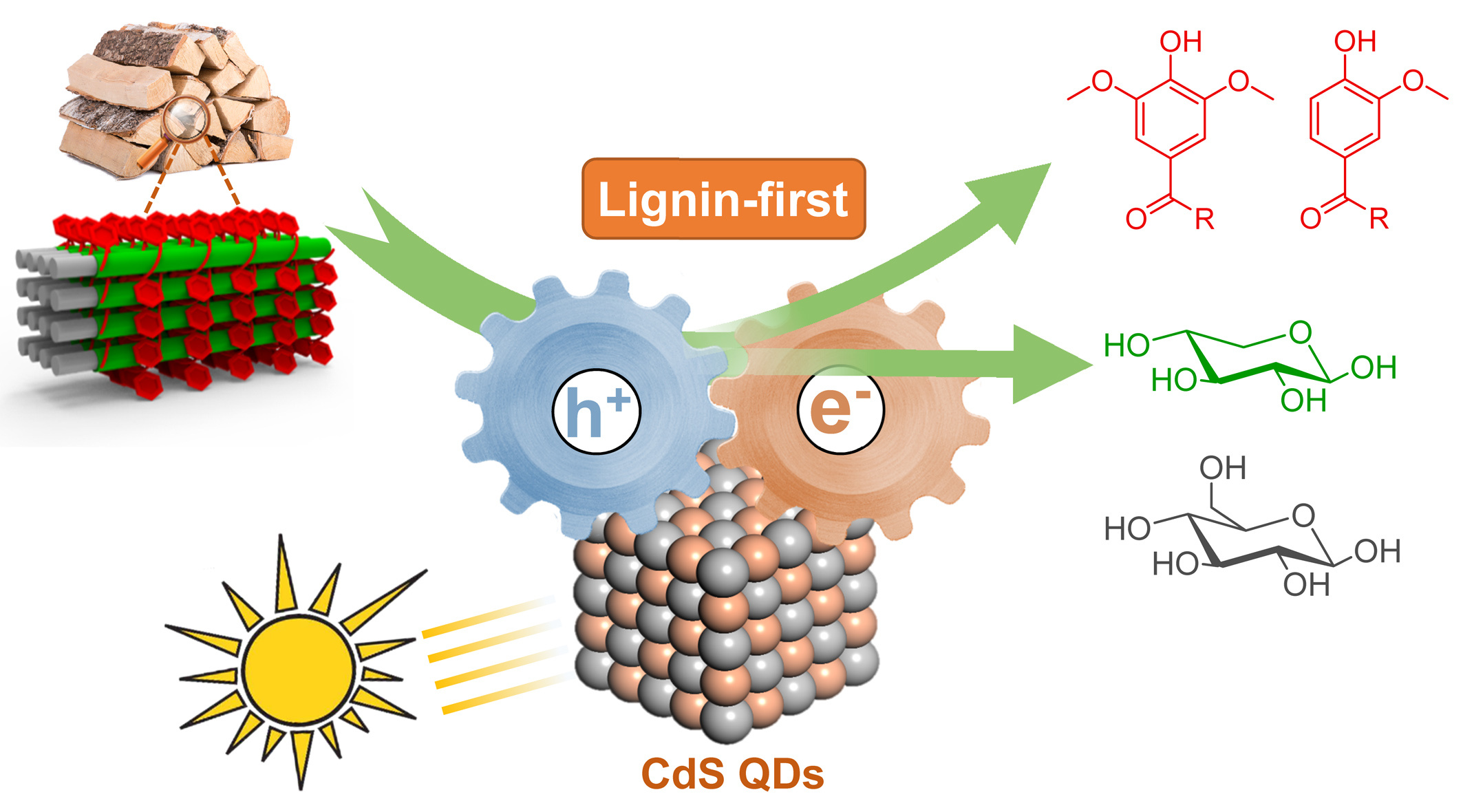 Solar energy-driven lignin-first approach to full biomass valorization using CdS quantum dots