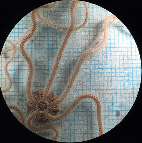 Podcast: Hello brittlestar