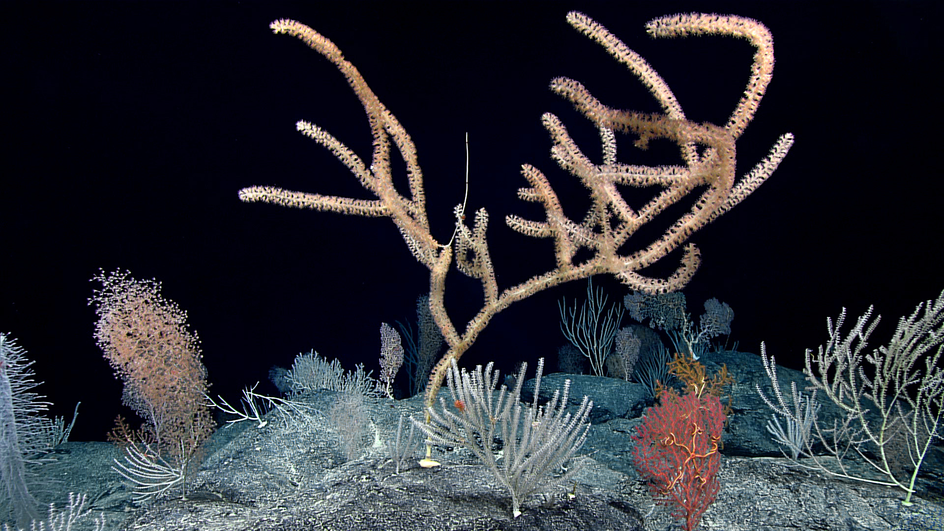 Evolution of corals and sea anemones across deep time 