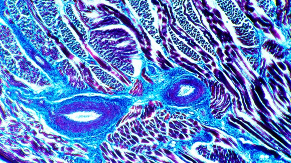 Editors' Highlights: From molecules and cells to organisms