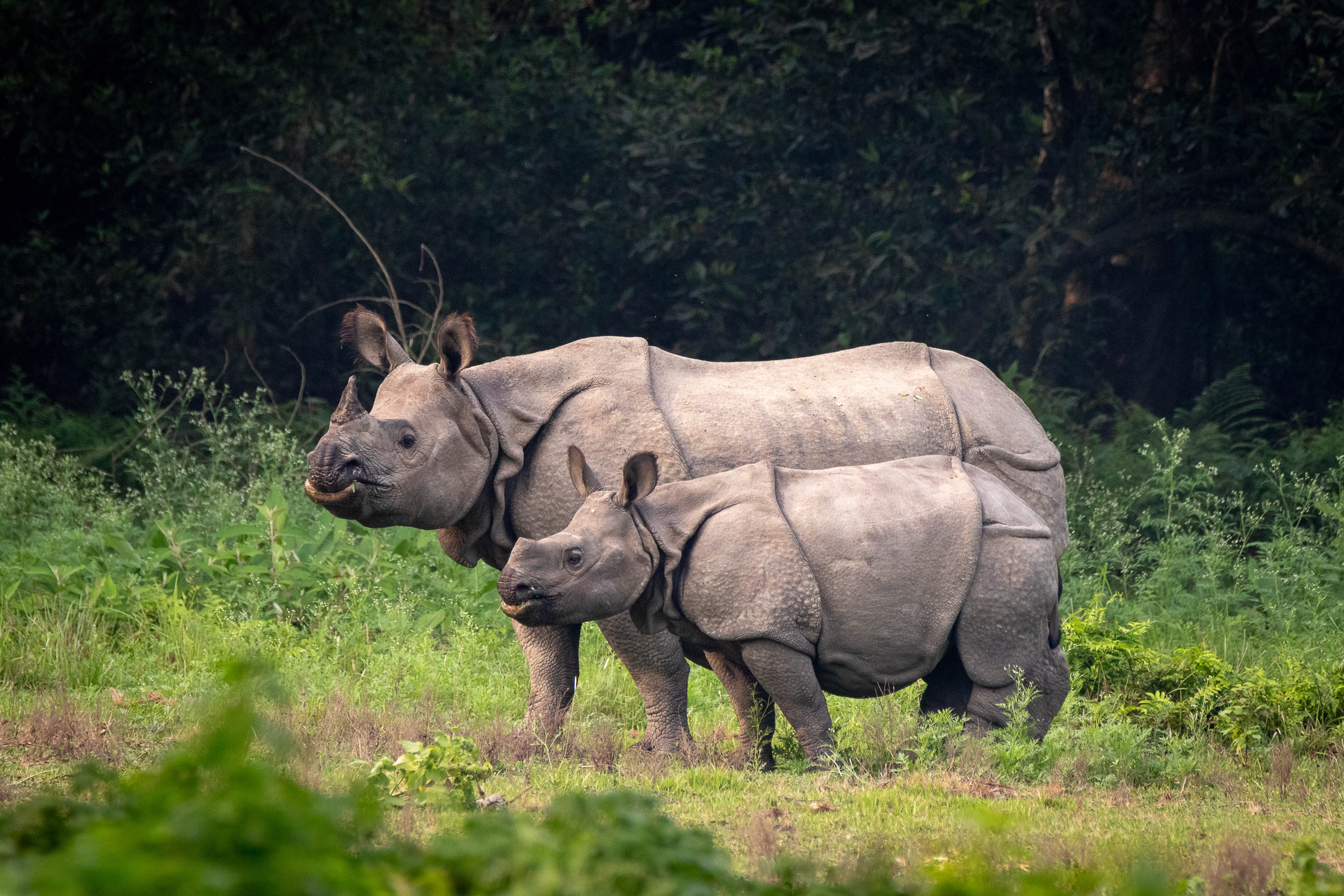From Rodents to Rhinos: Exploring the Global Diversity and Evolutionary Dynamics of Anaerobic Gut Fungi