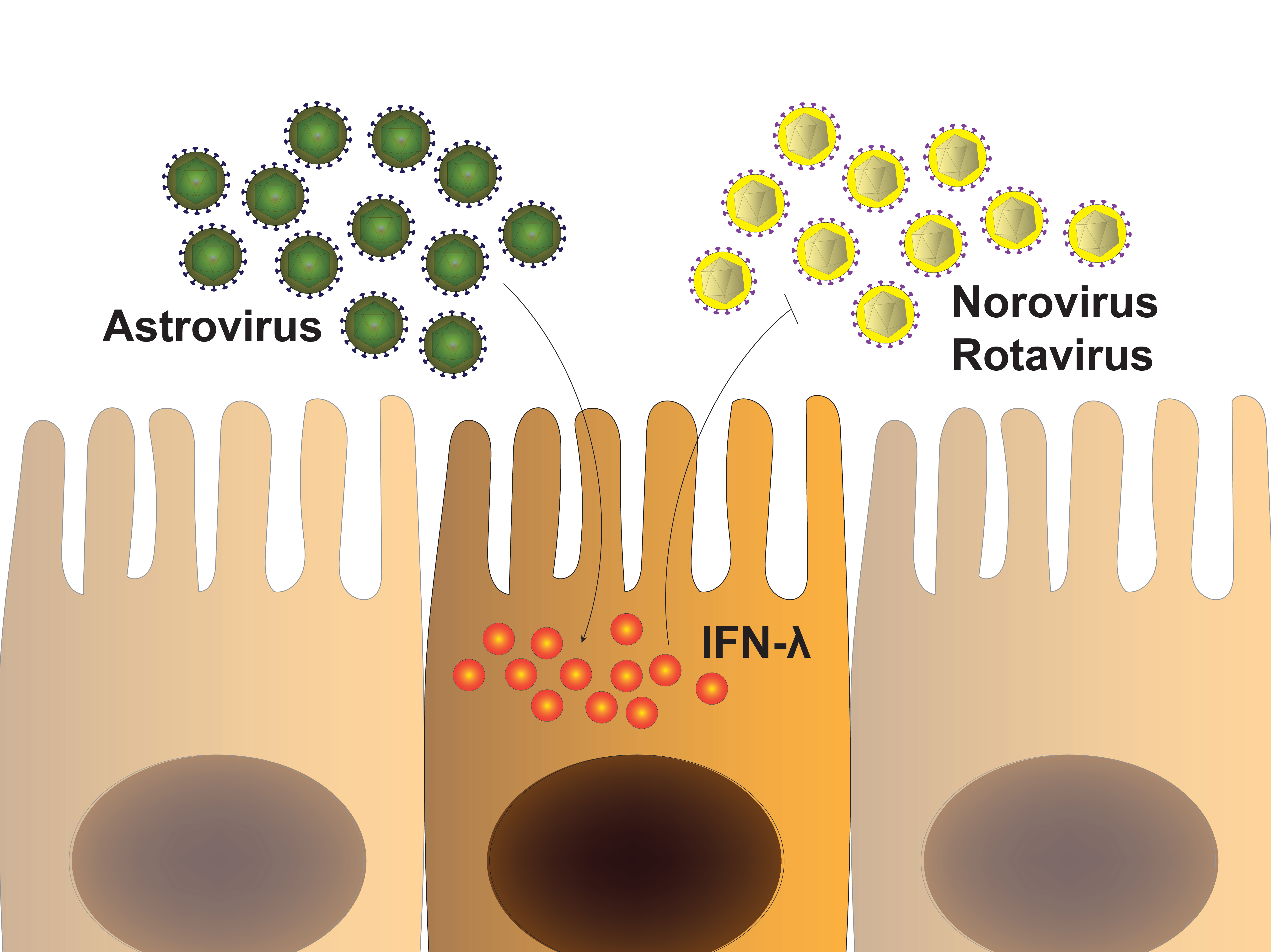 Gut virome: a surprising guardian of the gut