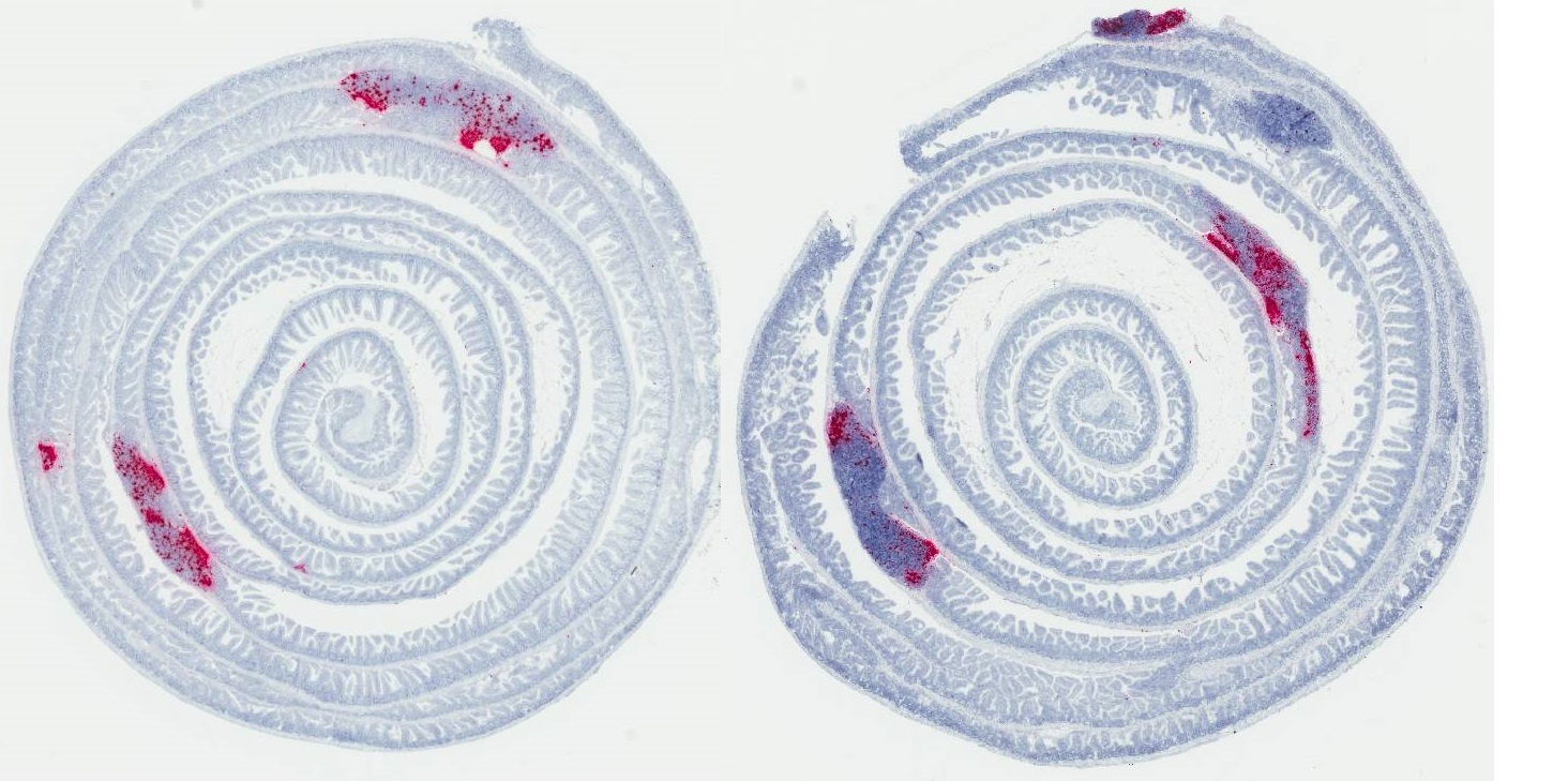Elusive norovirus, finally found replicating in GALT immune cells