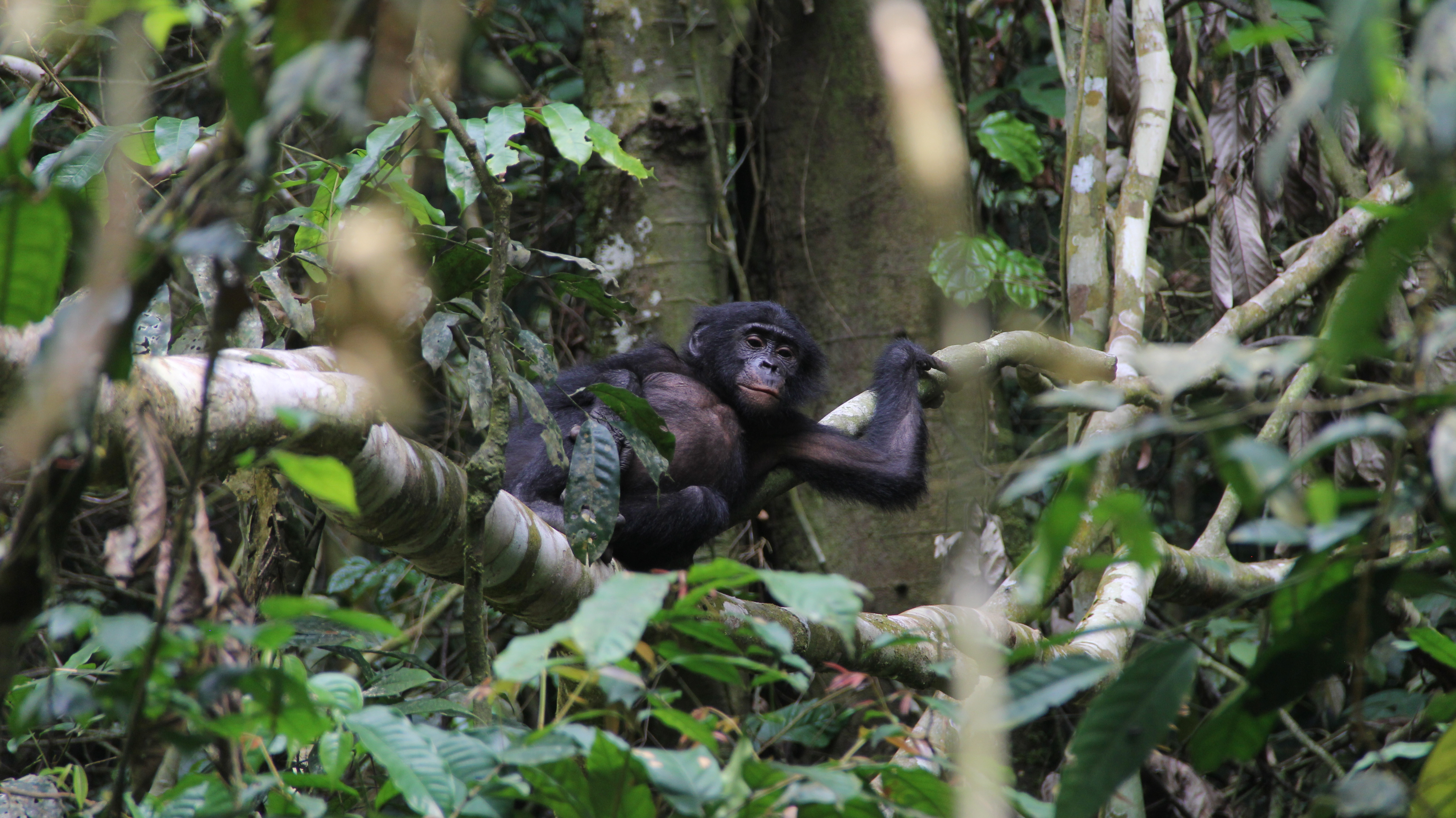 The ghost ape in bonobos