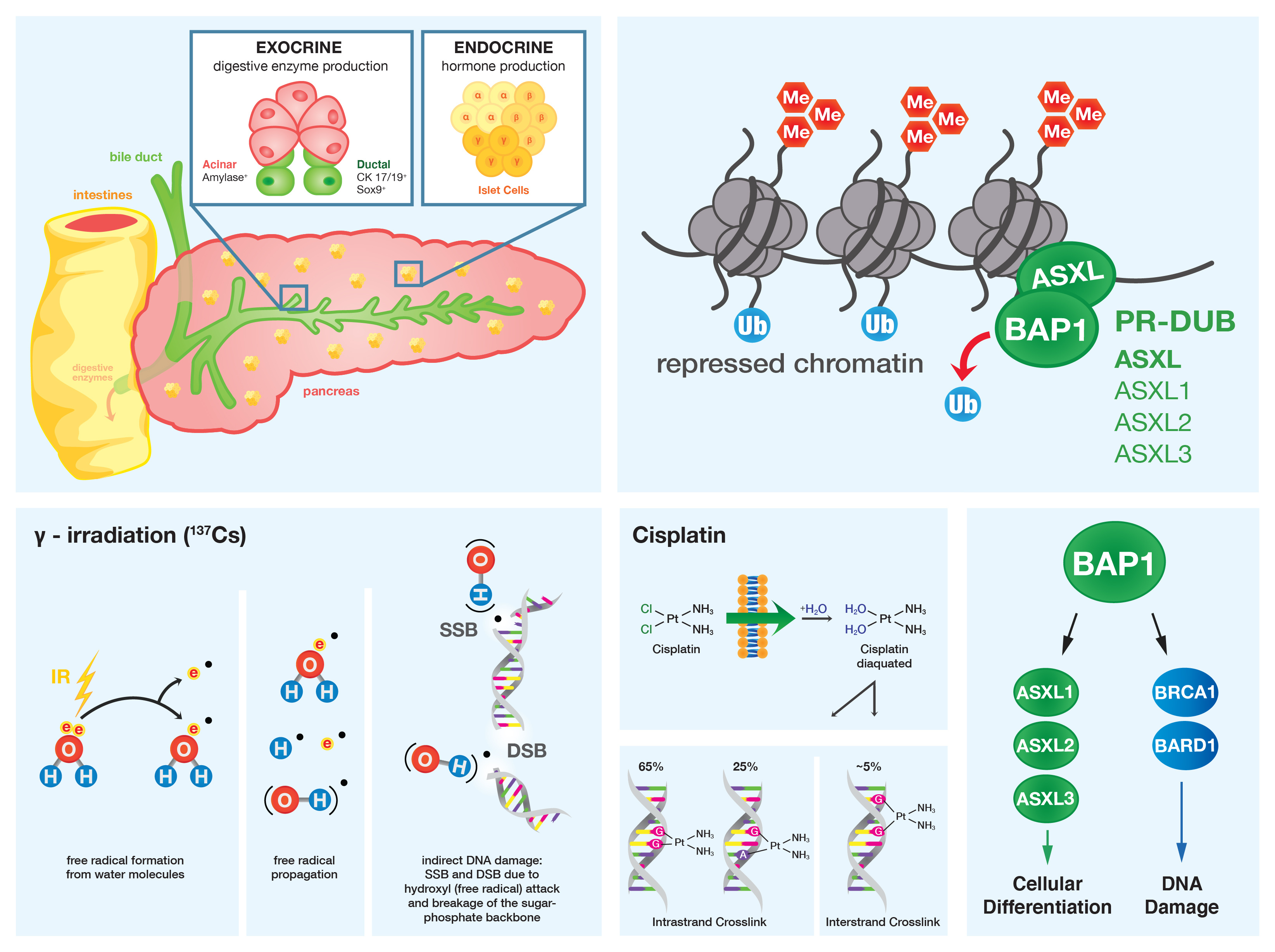 BAP1 loss promotes pancreatic cancer that is sensitive to DNA-damaging agents