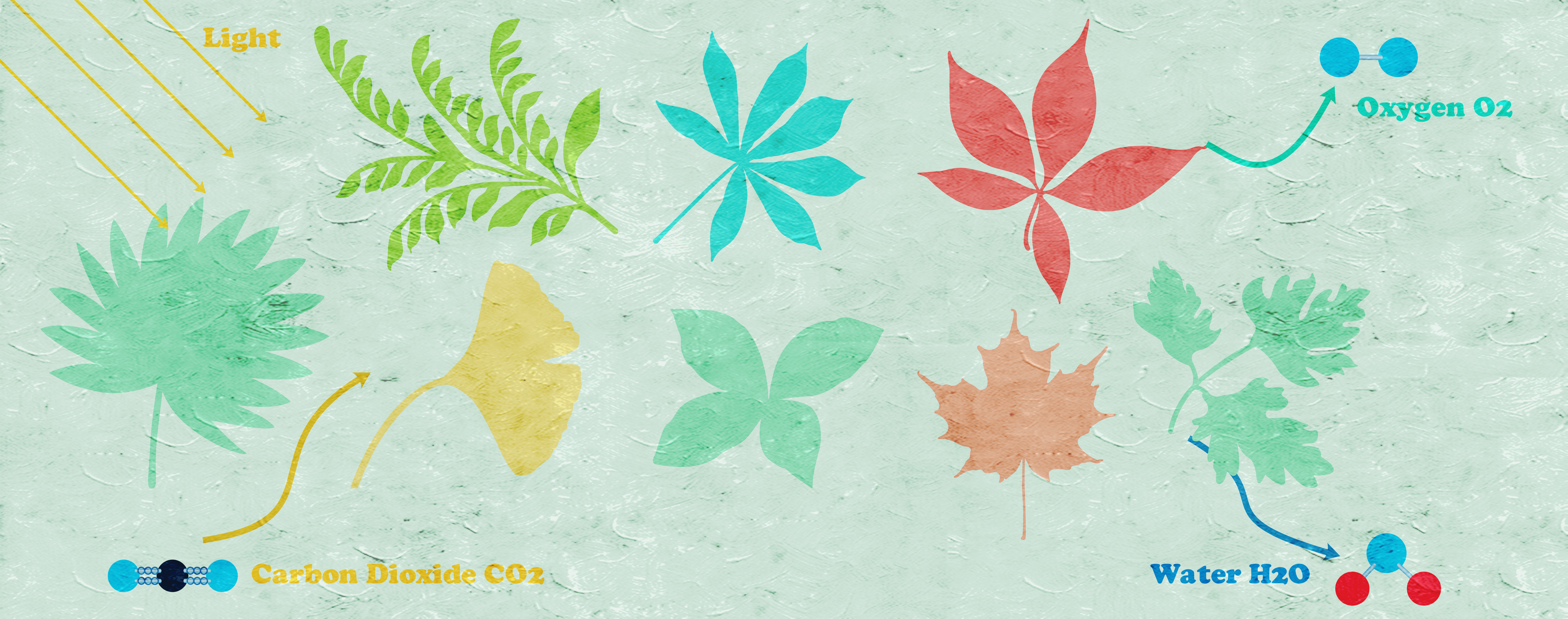 Journal Club | Grass leaf shapes are influenced by light