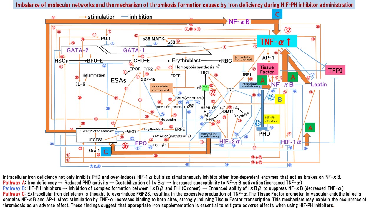 Pathways Through Which Iron Deficiency Under HIF-PH Inhibitor Administration Triggers Thrombosis and How to Handle It: A New Mechanism Proposal from the Six-Factor Theory of Erythropoiesis Control