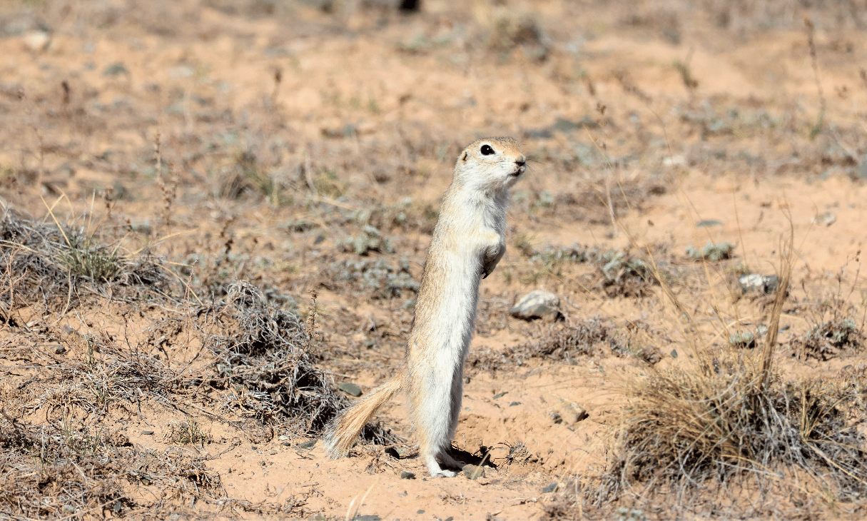 Unveiling Rodent Adaptation in the Helan Mountains: Comprehensive Transcriptomic and Metagenomic Data