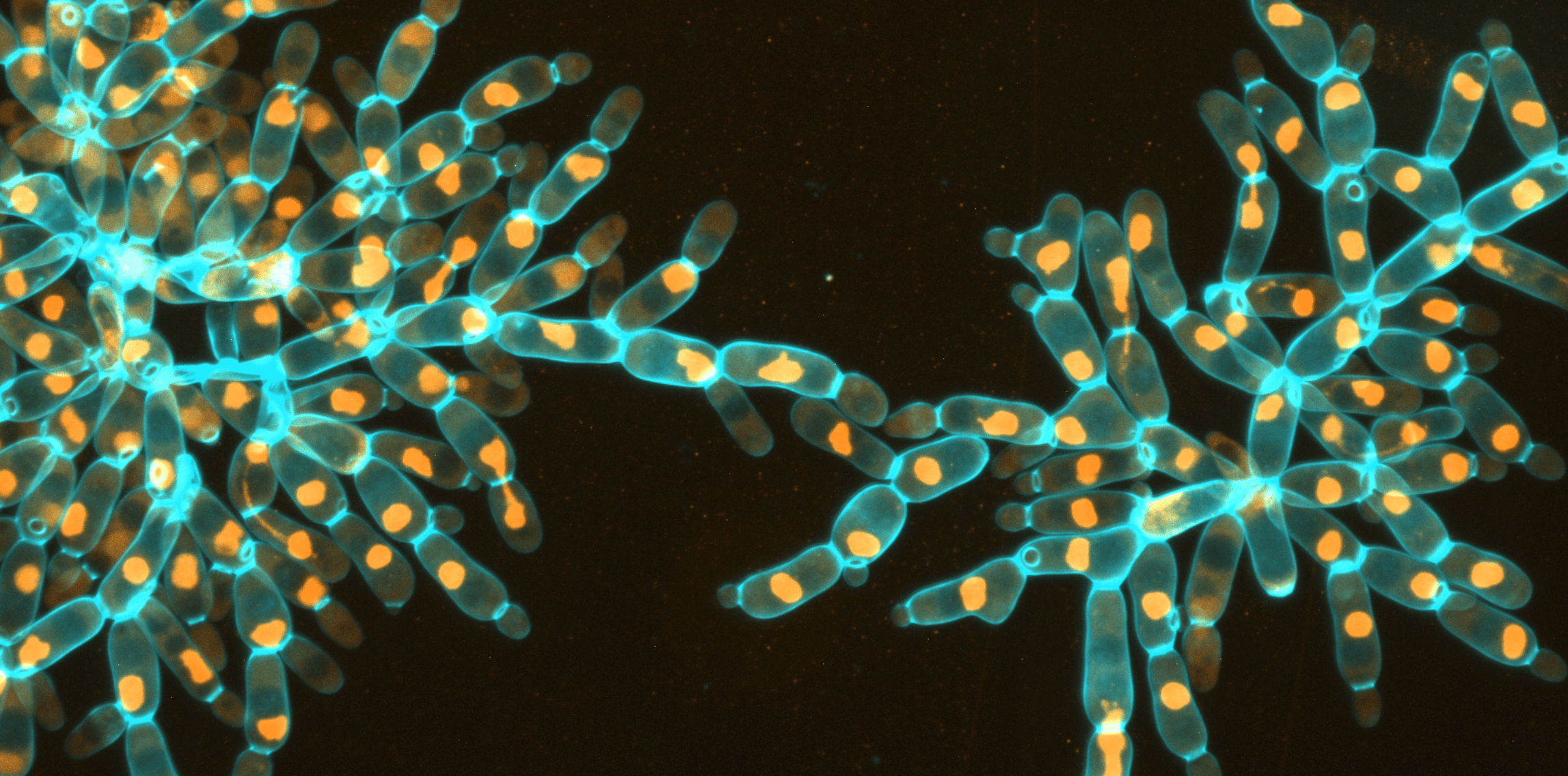 A long-term evolution experiment for whole-genome duplication