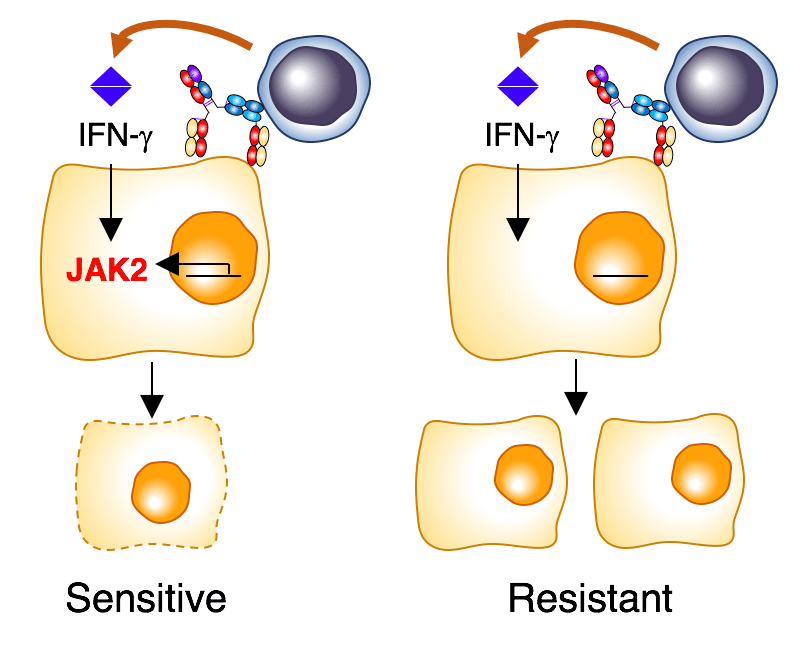 Unveiling mechanisms of resistance to immunotherapy: Tumor intrinsic JAK2 downmodulation leads to IFN-gamma deficient response and acquired resistance to T cell redirection therapies