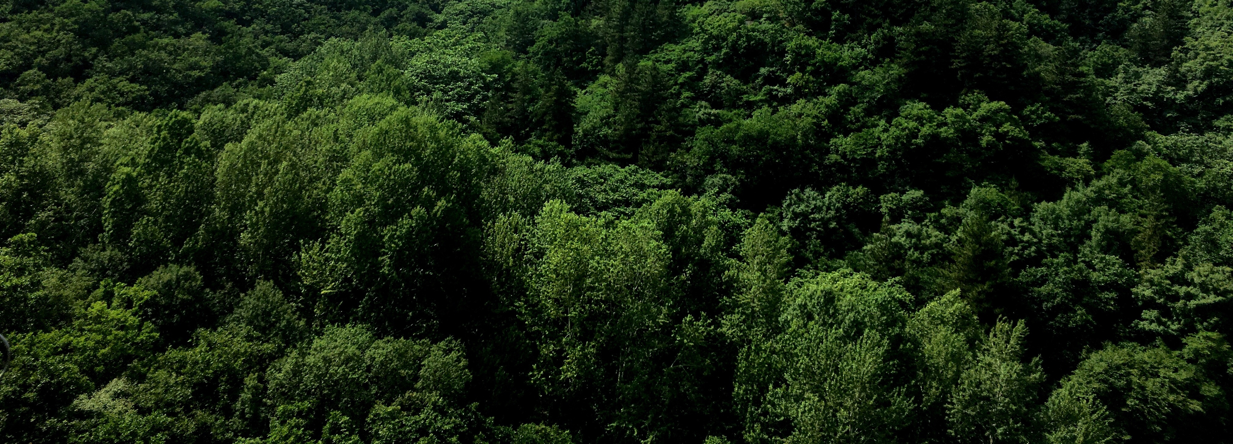 Co-determinants of trees’ water uptake