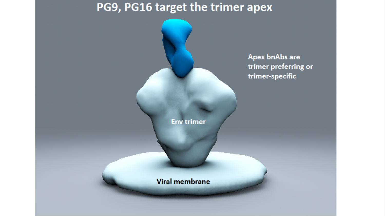 After the Paper: Broadly neutralizing HIV antibodies: from the beginning