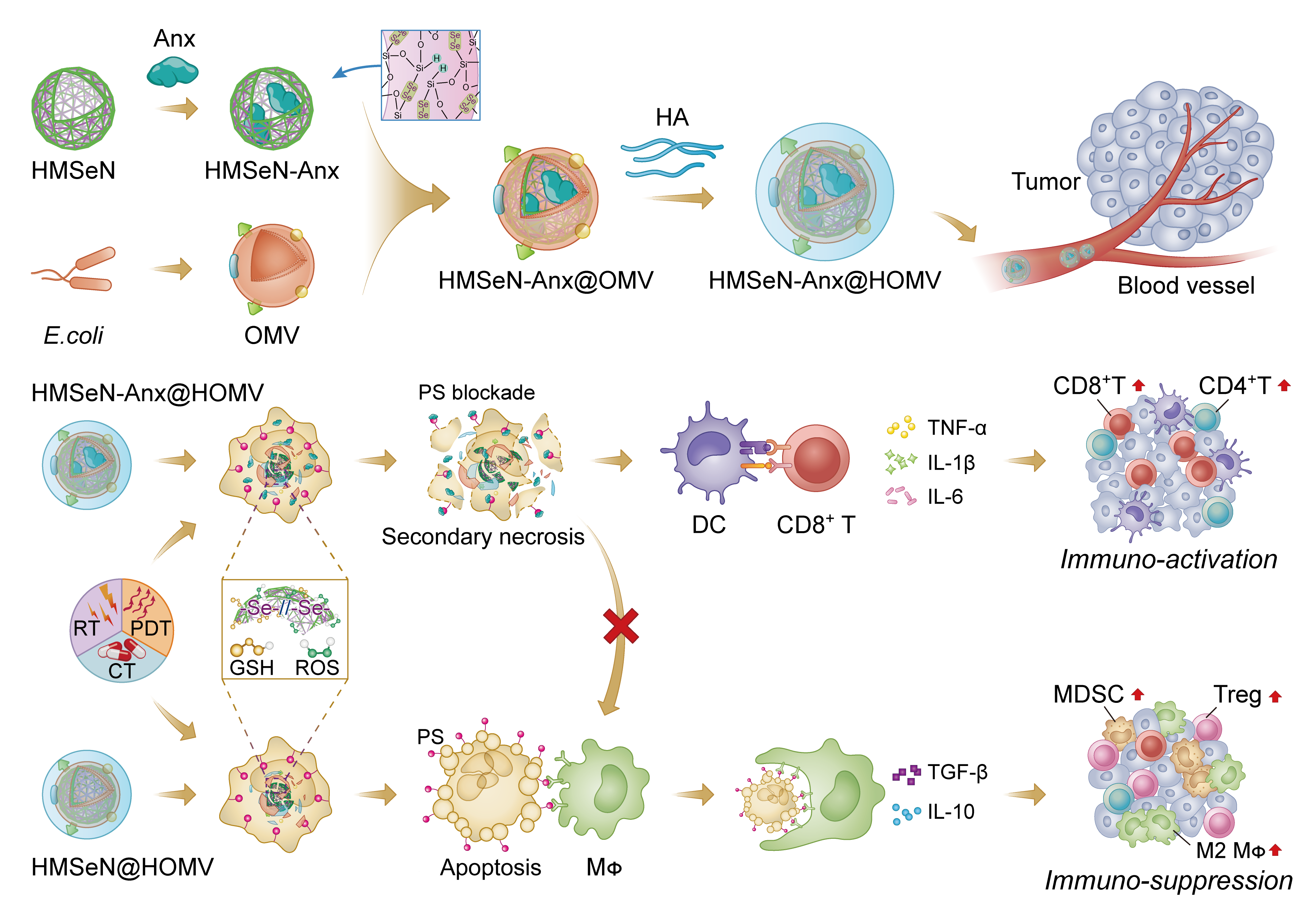 A generic approach to preparing autologous cancer therapeutic vaccines