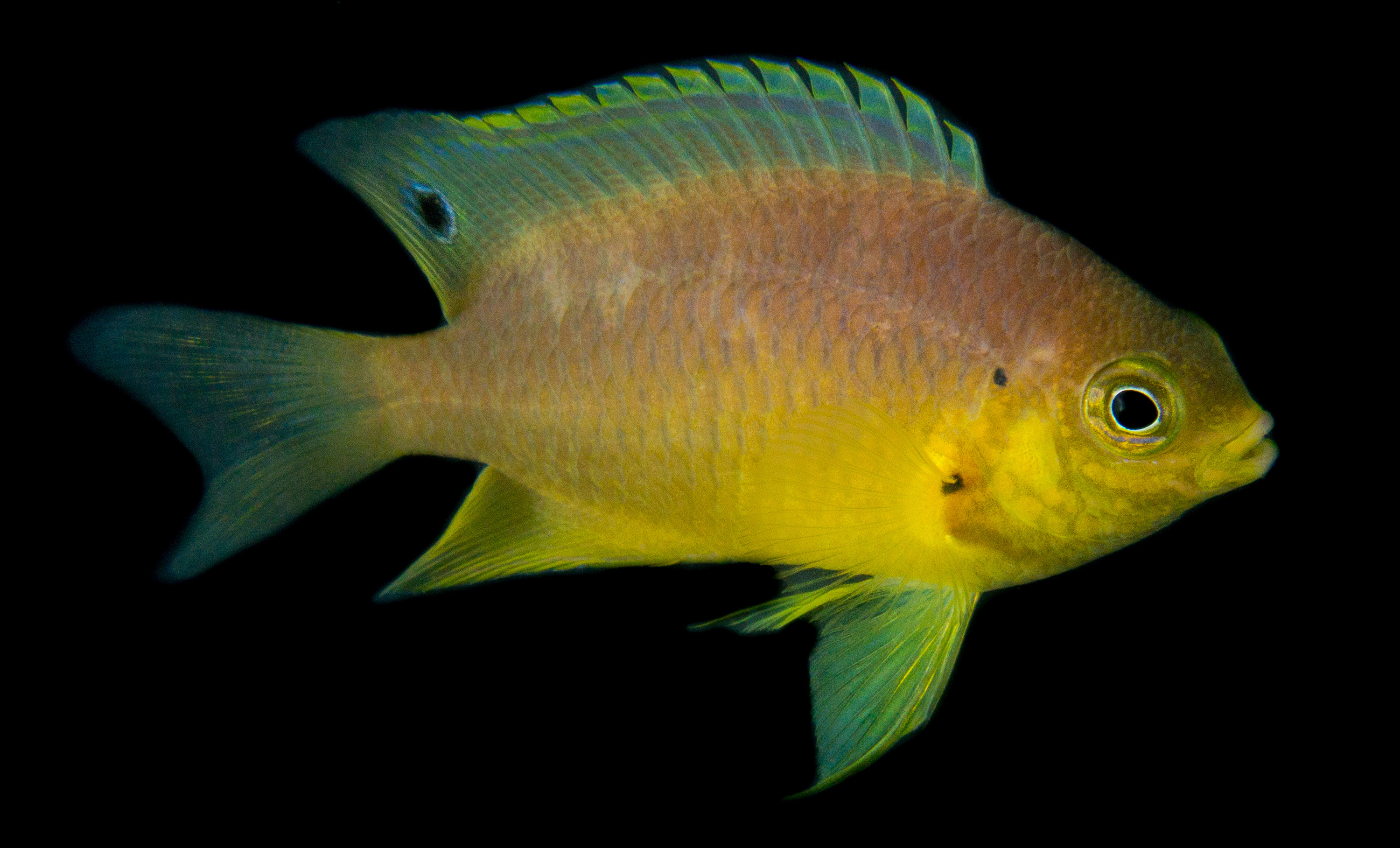 Is ocean acidification driving fish bonkers?