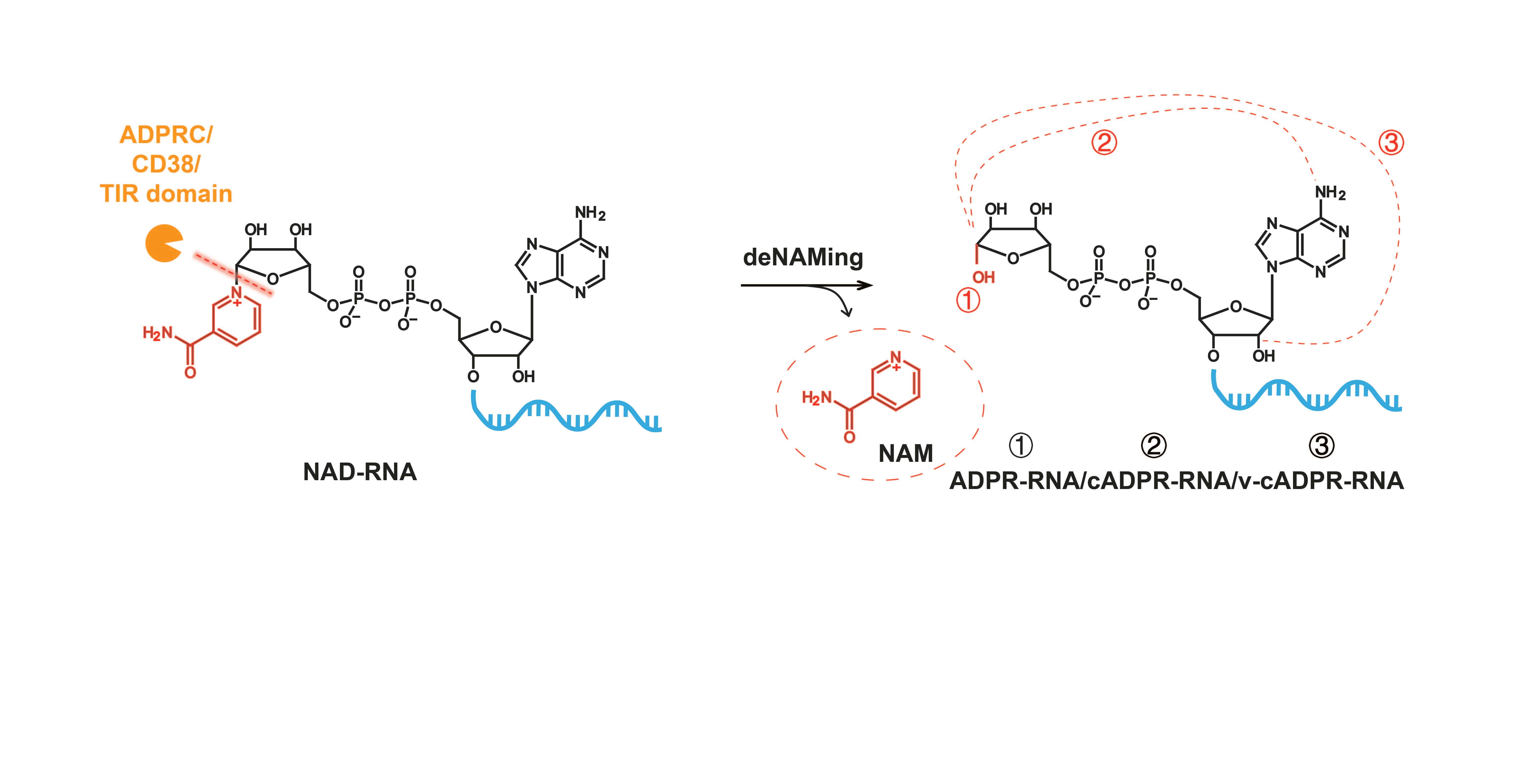Toll/interleukin-1 receptor (TIR) domain-containing proteins have NAD-RNA decapping activity