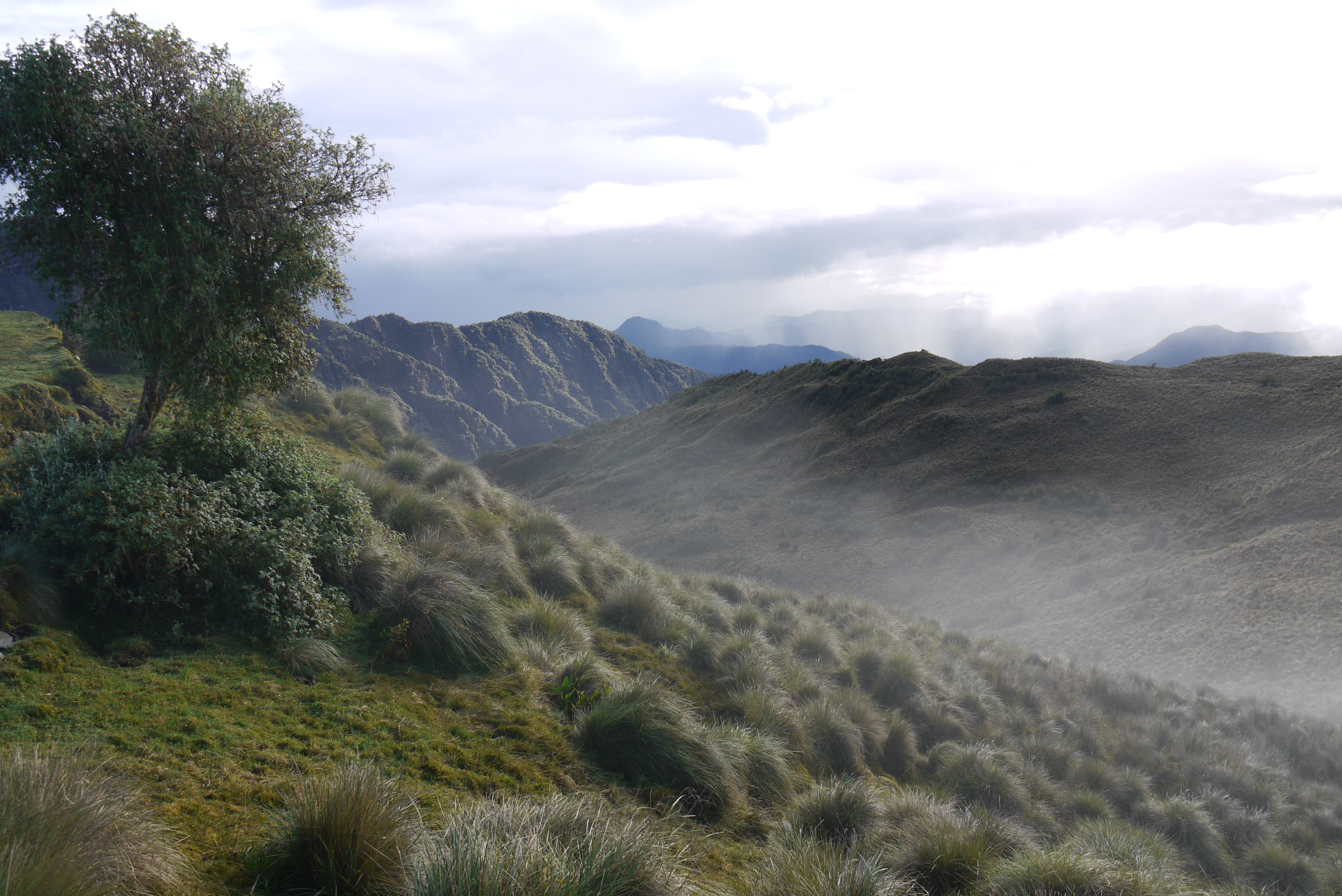 The Americas' changing plant communities