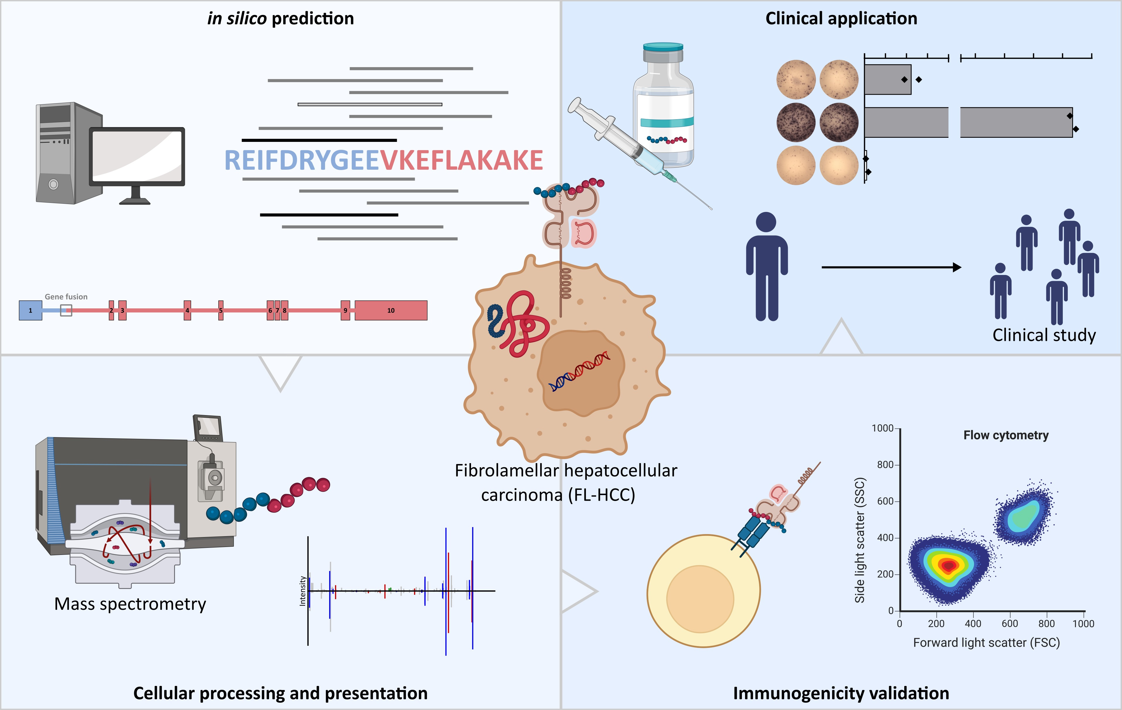 The oncogenic fusion protein DNAJB1-PRKACA can be specifically targeted by peptide-based immunotherapy in fibrolamellar hepatocellular carcinoma
