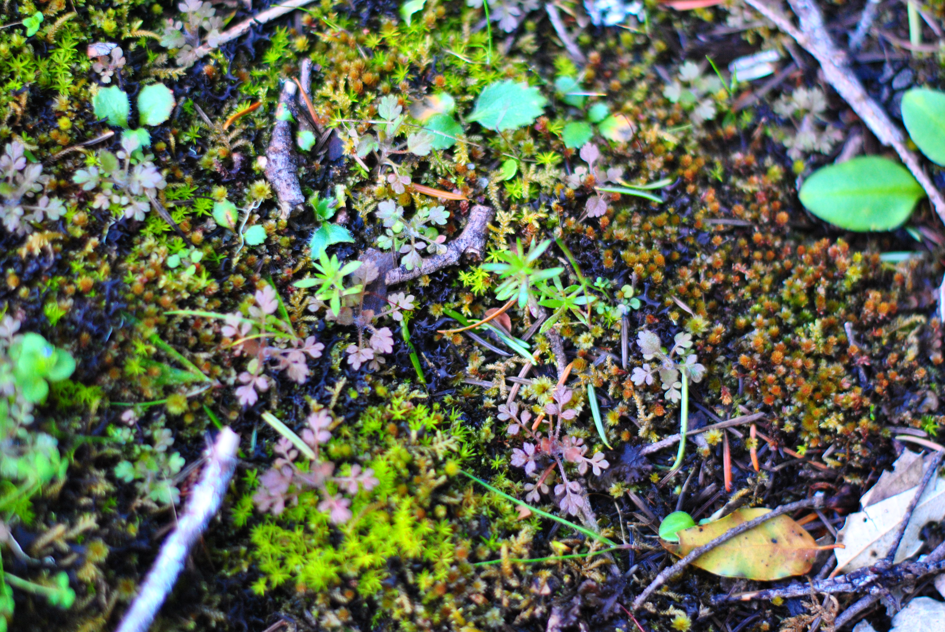 What can we learn by studying the shape of the biodiversity-disease relationship?