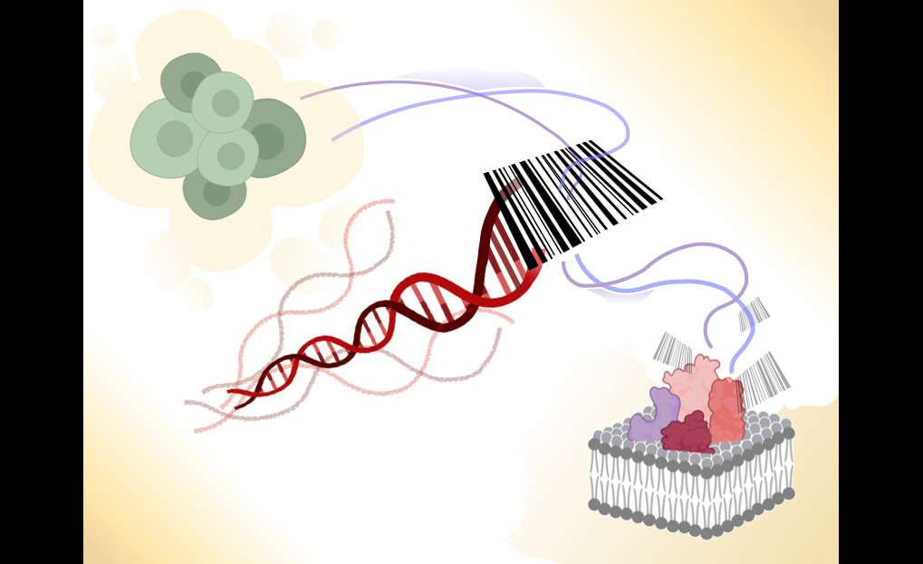 A DNA-nanoassembly-based approach to map membrane protein nanoenvironments
