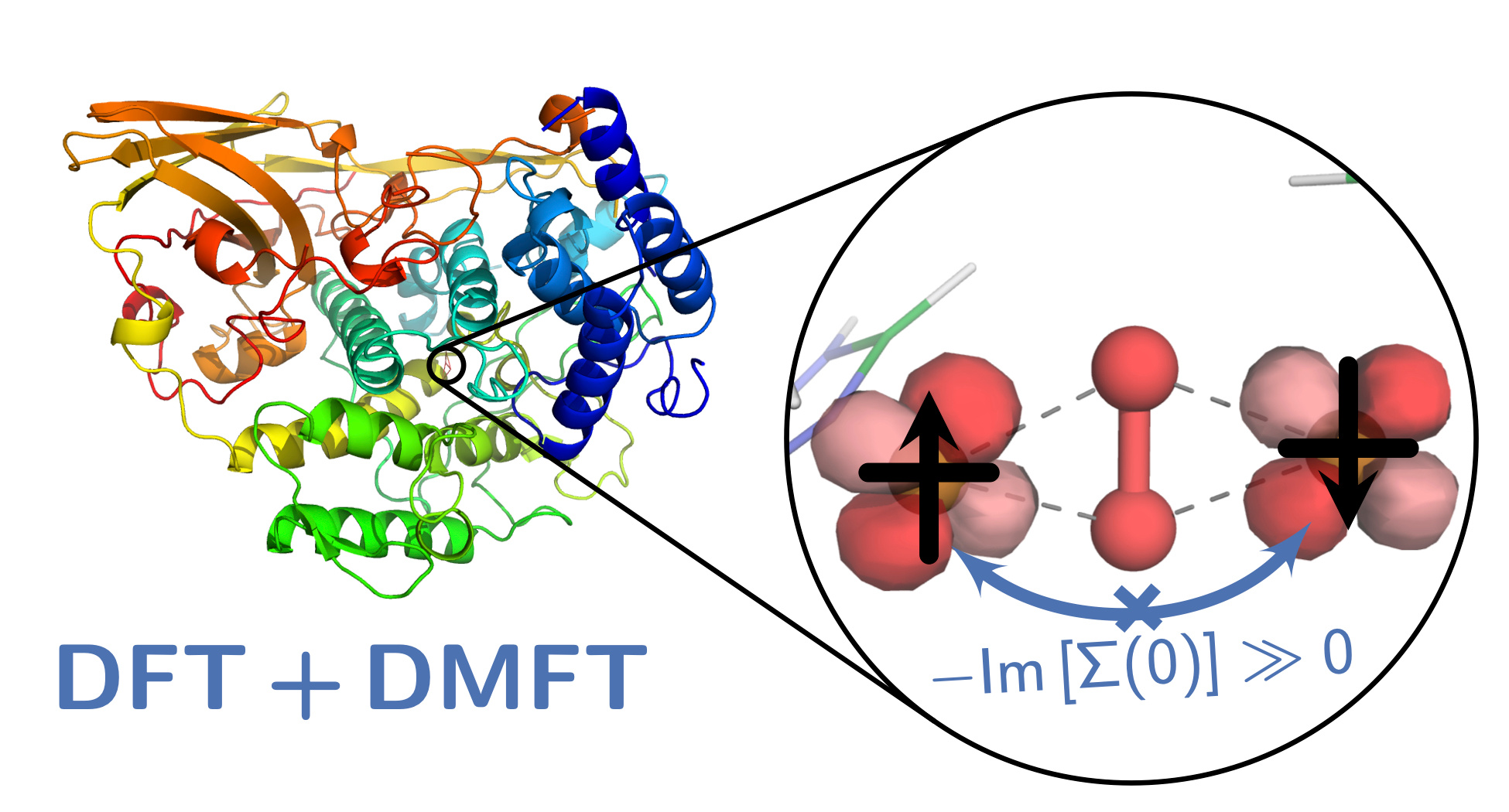 Strong correlation in crab's blood: modelling quantum physics in biological systems