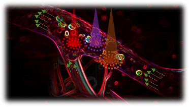 Photoacoustic vector tomography for deep haemodynamic imaging