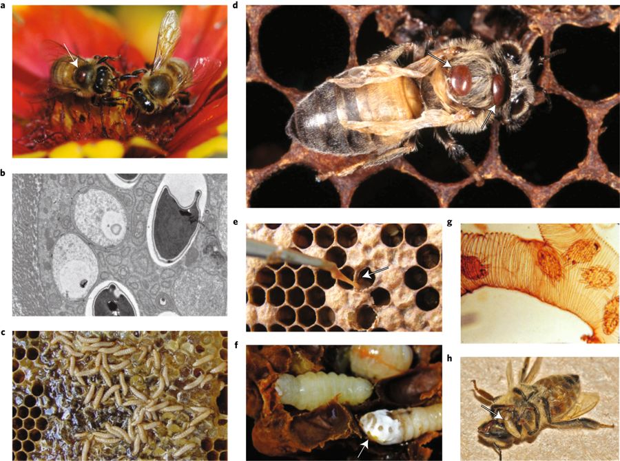 World Bee Day