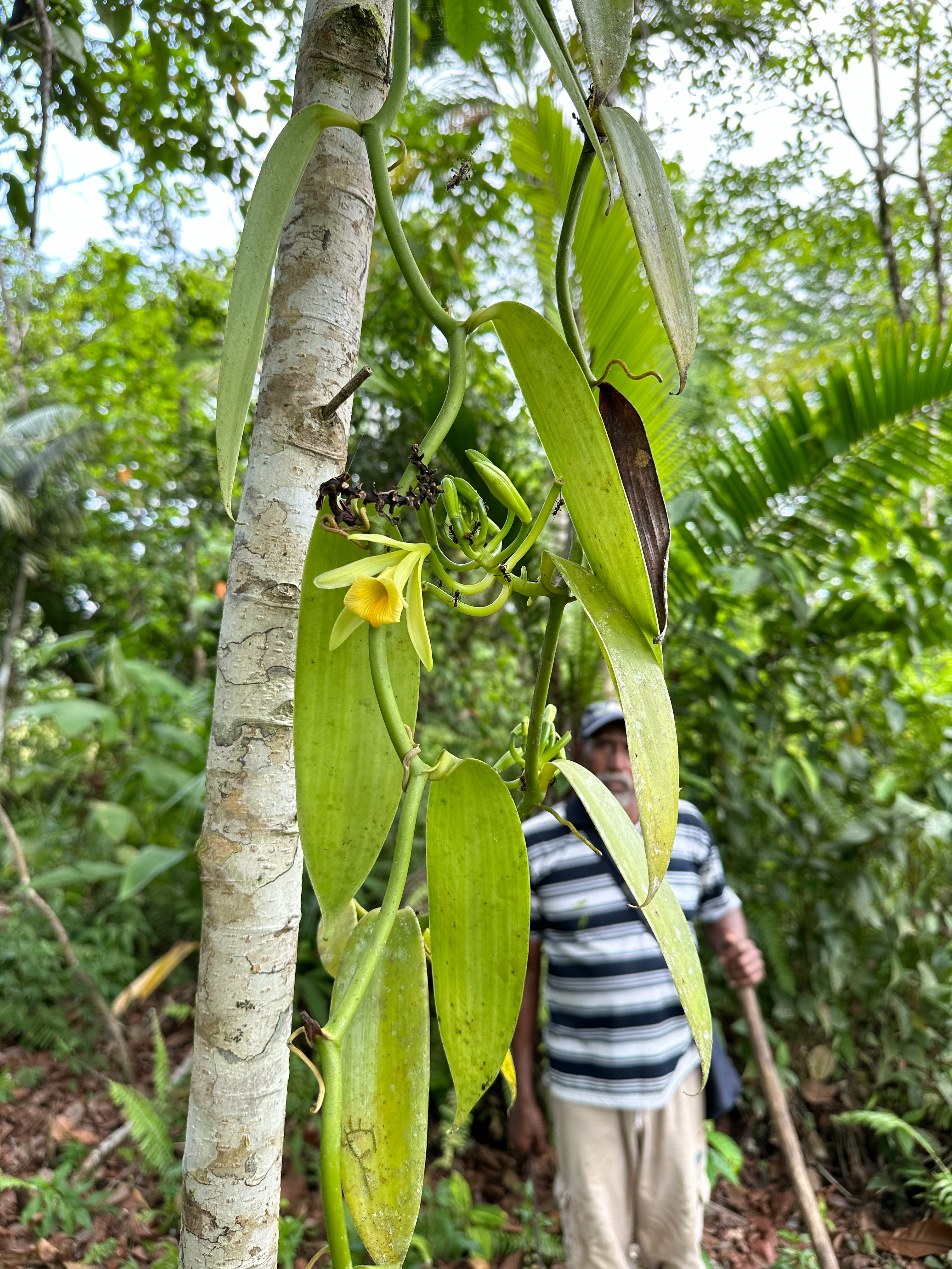 Local communities and botanists join forces to describe a new Vanilla species in the pacific rainforests of Western Colombia